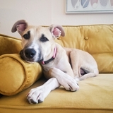 Entry image for Frannie