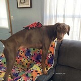 Entry image for Xena