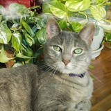 Entry image for Sparkle 