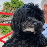 Entry image for Annie