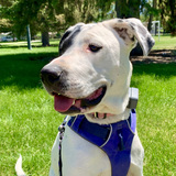 Entry image for Lucy