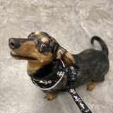 Entry image for Jasper