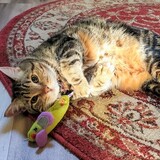 Entry image for Moses