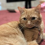 Entry image for Chester