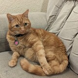 Entry image for Chester