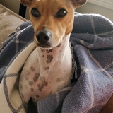 Entry image for Nahla