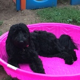 Entry image for Lilly 