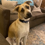 Entry image for ARLO