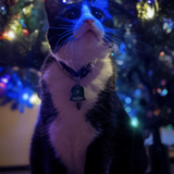 Entry image for Kitcat