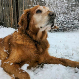 Entry image for Aragon