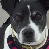 Entry image for Flower