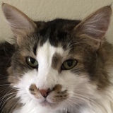 Entry image for Payaso