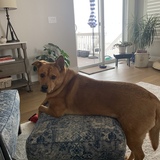 Entry image for Scout