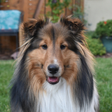 Entry image for Dash