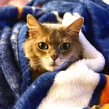 Entry image for Lilly