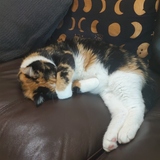 Entry image for Bean