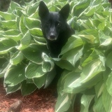 Entry image for Shuguh