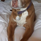 Entry image for Cocoa