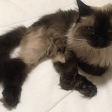 Entry image for Ally