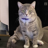 Entry image for Mr Pawz (Ender)