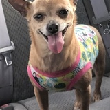 Entry image for Piper