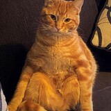 Entry image for Cocotito