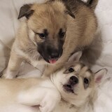 Entry image for Frito & Mocha