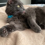 Entry image for Hamilton