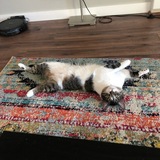 Entry image for Tommy