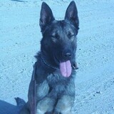 Entry image for Flex