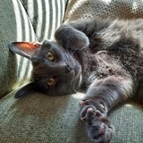 Entry image for Bernie