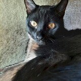 Entry image for Falci