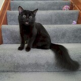 Entry image for TooToo