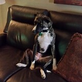 Entry image for Lulu