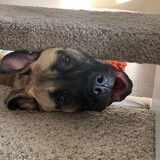 Entry image for Olive