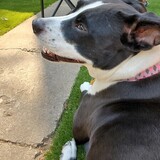 Entry image for Lola