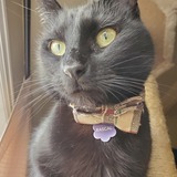 Entry image for Rascal