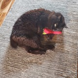 Entry image for Willie