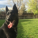 Entry image for Baloo