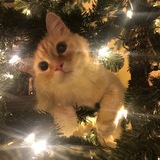 Entry image for Gabriel