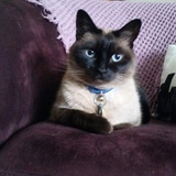 Entry image for Morgan