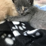 Entry image for Rousey