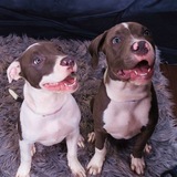 Entry image for Bullet & shells