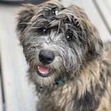 Entry image for Chester