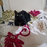 Entry image for Jasmine