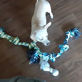 Entry image for Bach