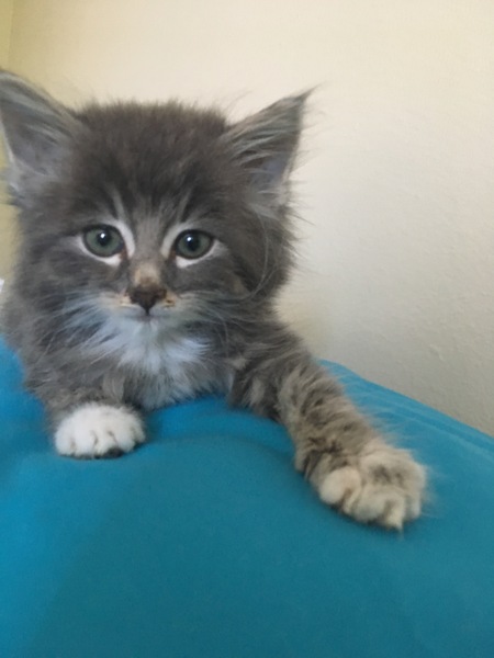 Entry image for Freddie Mercury. Clicking this image will show a larger photo