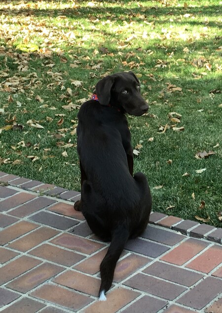 Entry image for Daisy. Clicking this image will show a larger photo