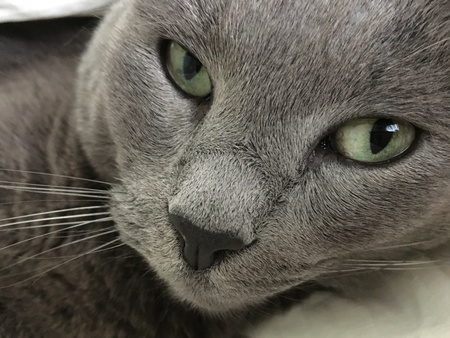 Entry image for Ronan. Clicking this image will show a larger photo