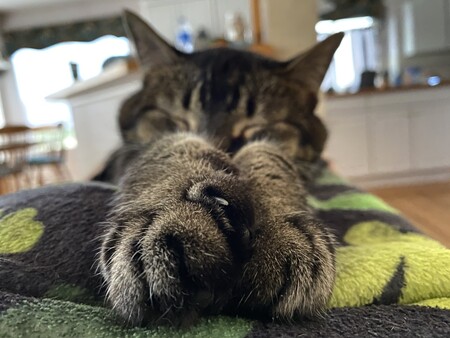 Entry image for Chewie. Clicking this image will show a larger photo